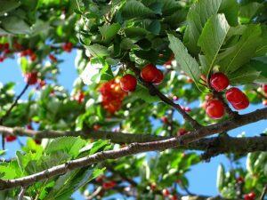 Cherry Trees