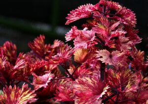 Coleus