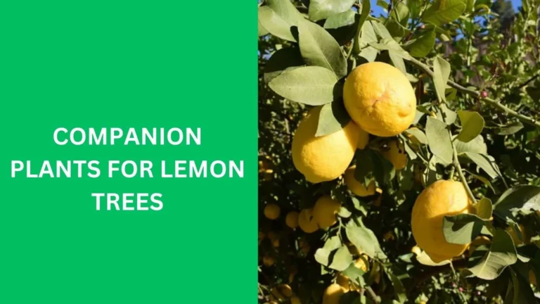 Companion Plants for Lemon Trees