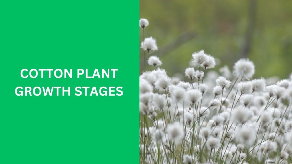 Cotton Plant Growth Stages