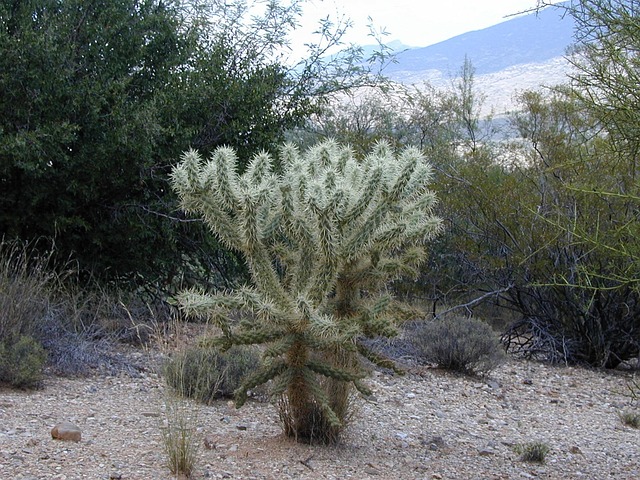 Cylindropuntia