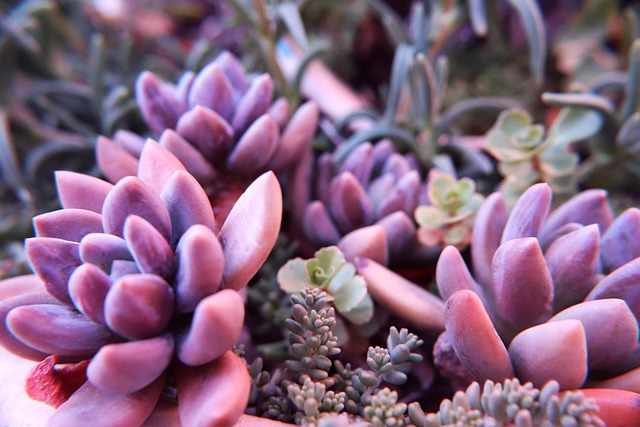 Echeveria Agavoides