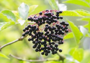 Elderberry Trees