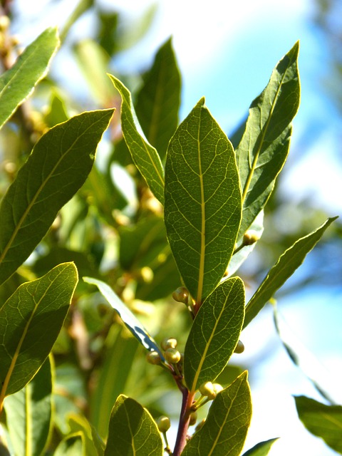 English Laurel