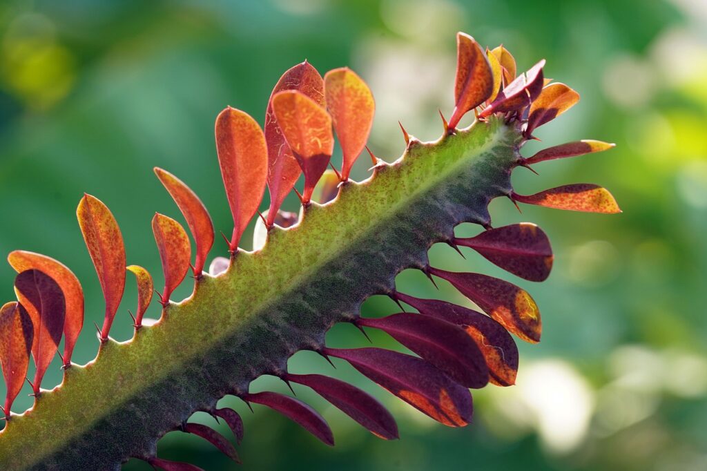 Euphorbia Ingens