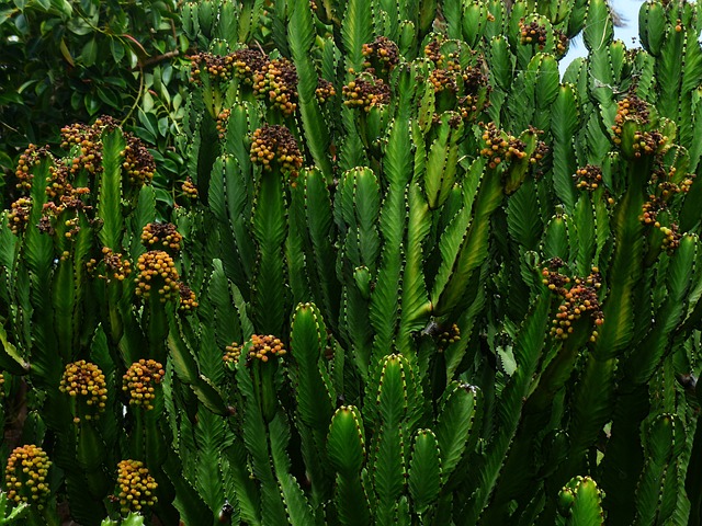 Euphorbia Trigona