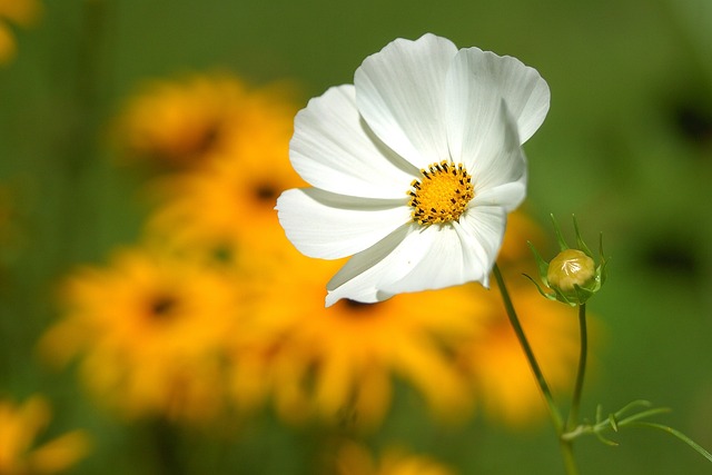 Flowering Stage