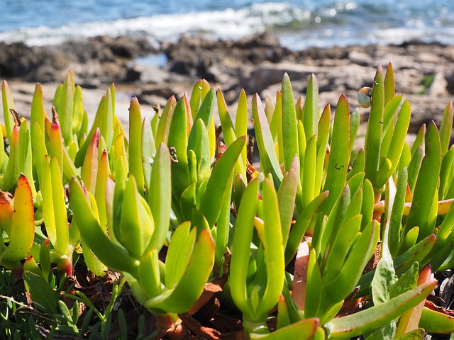 Fockea Edulis