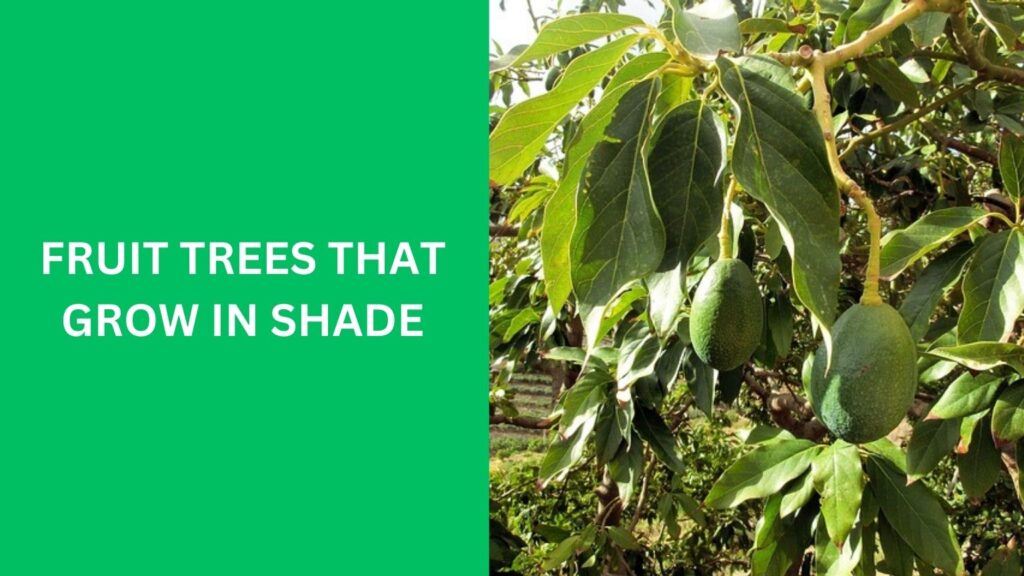 Fruit Trees That Grow In Shade