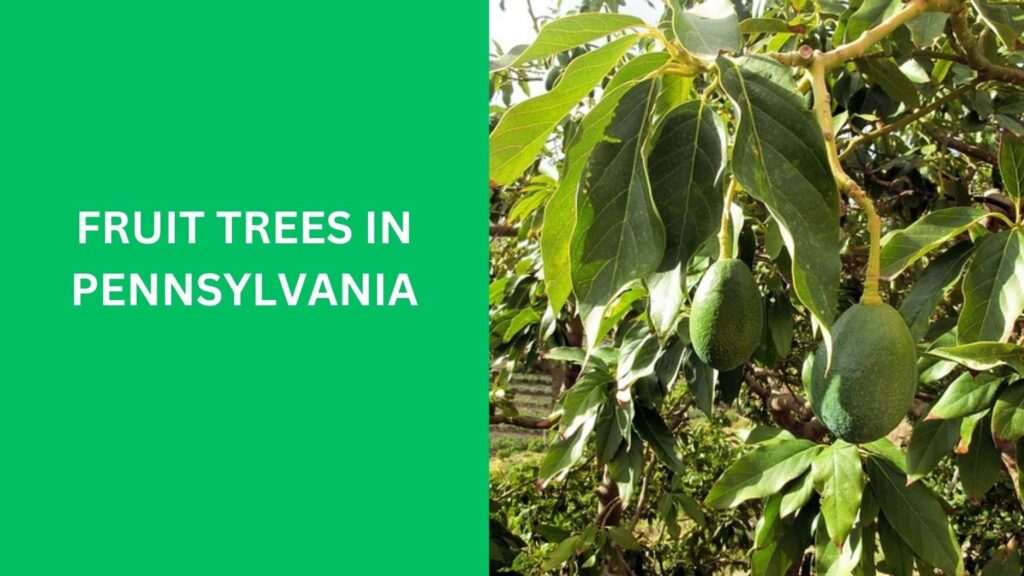 Fruit Trees in Pennsylvania