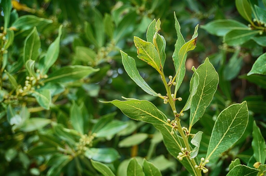 Golden Laurel