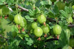 Gooseberry Bushes