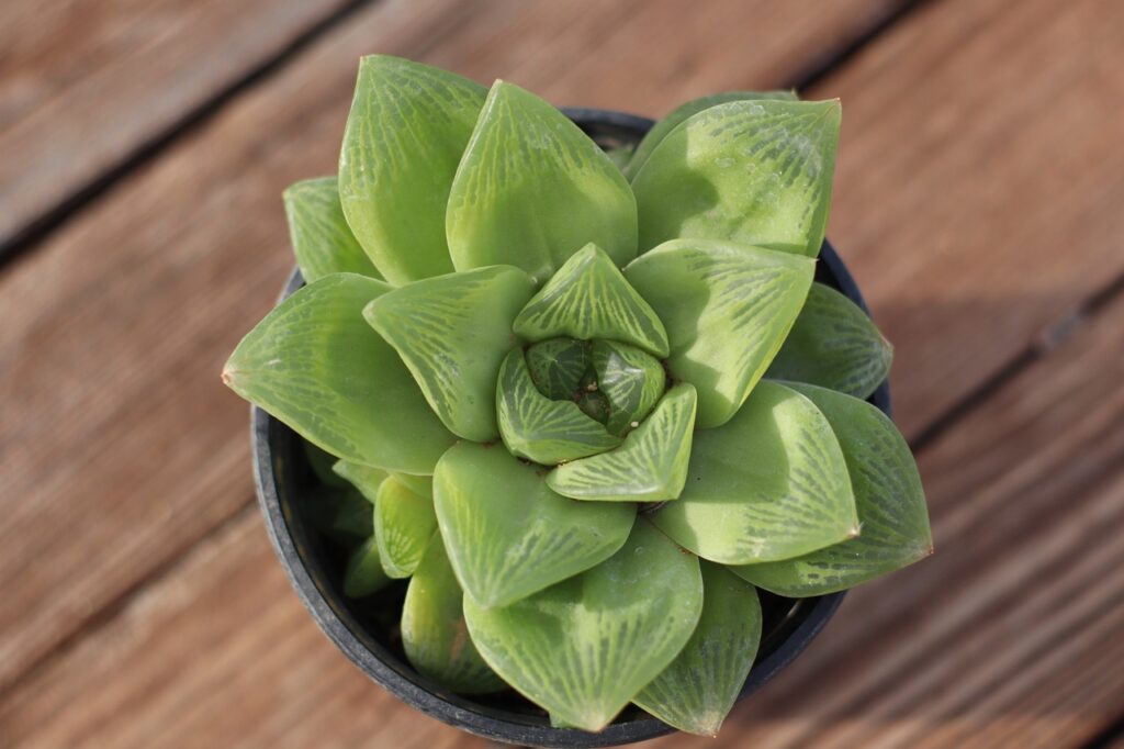 Haworthia Cooperi