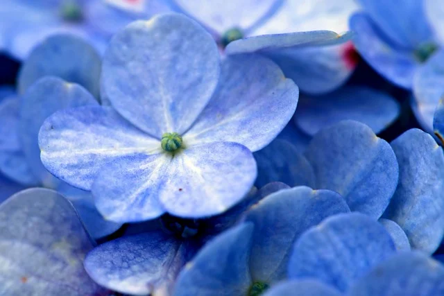 Hydrangea Growth Stages