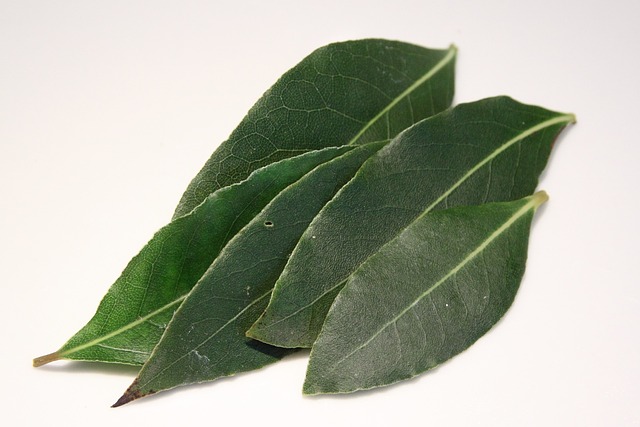 Indian Laurel