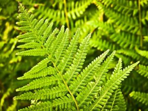 Japanese Painted Fern