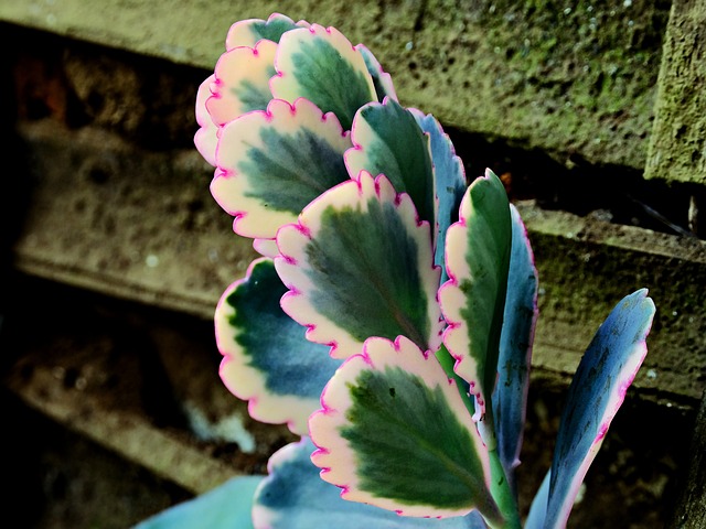 Kalanchoe Thyrsiflora