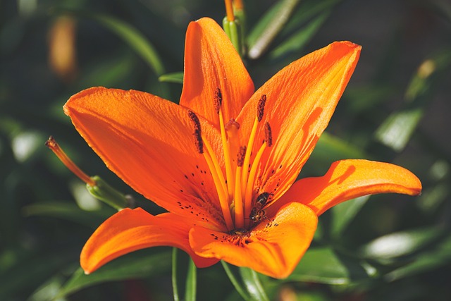 LA Hybrid Lily