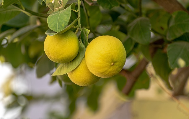 Lemon Laurel