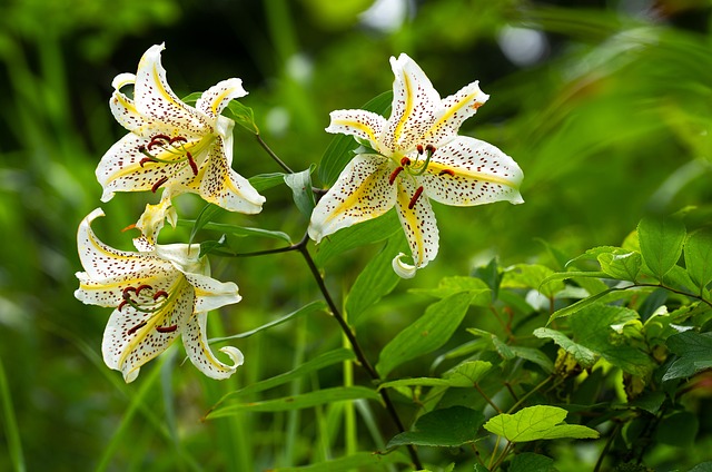 Lilium