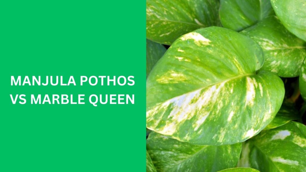 Manjula Pothos VS Marble Queen