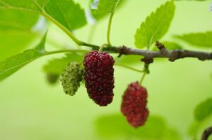 Mulberry Trees