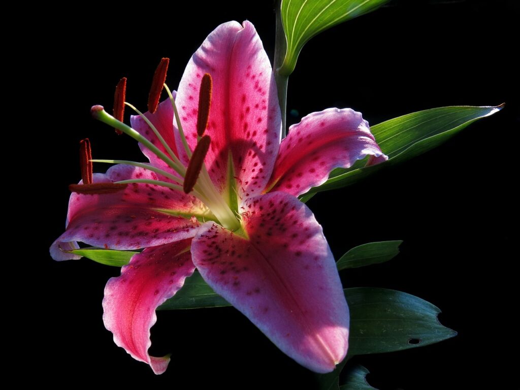 Oriental Lily