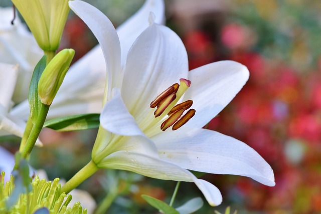 Oriental Lily 'Dreamland'