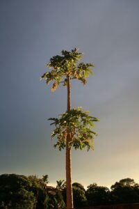 Pawpaw Trees