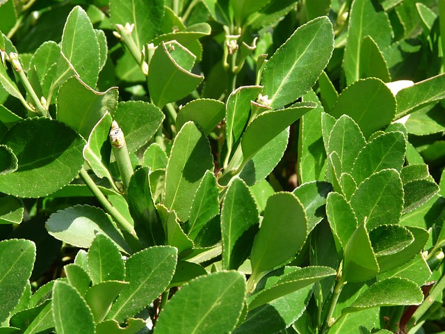 Portuguese Laurel