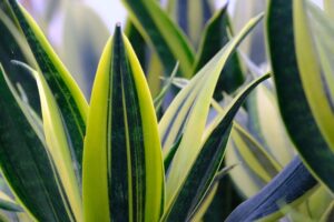 Sansevieria Cylindrica