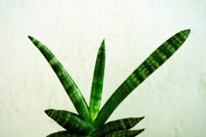 Sansevieria Trifasciata