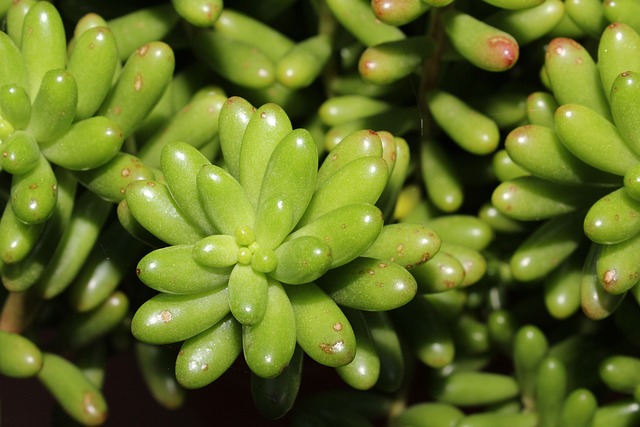 Sedum Morganianum