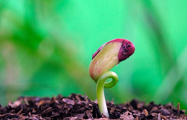 Seed Germination