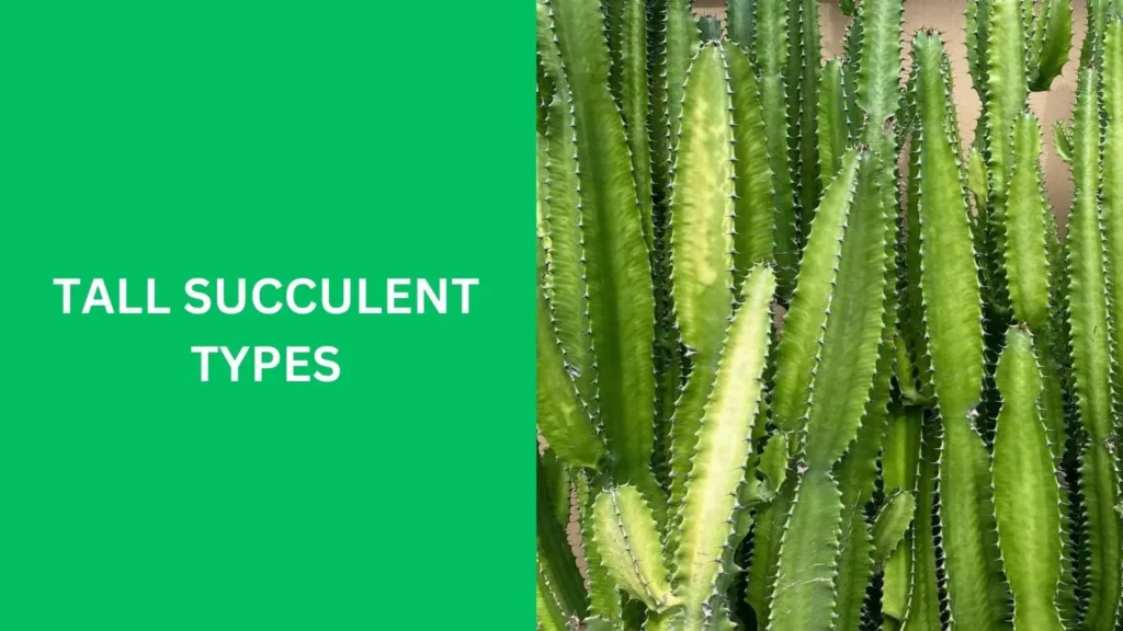 Tall Succulent Types