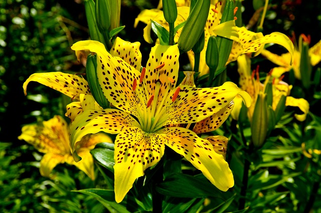 Tiger Lily