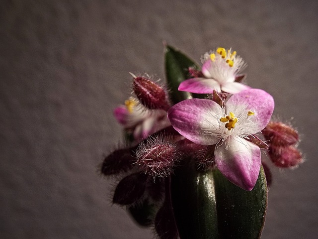 Tradescantia cerinthifolia