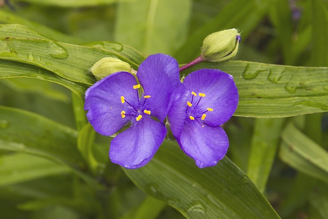 Tradescantia fluminensis