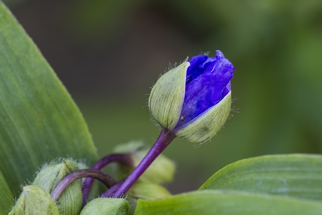 Tradescantia navicularis