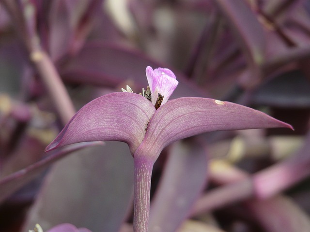 Tradescantia pallida