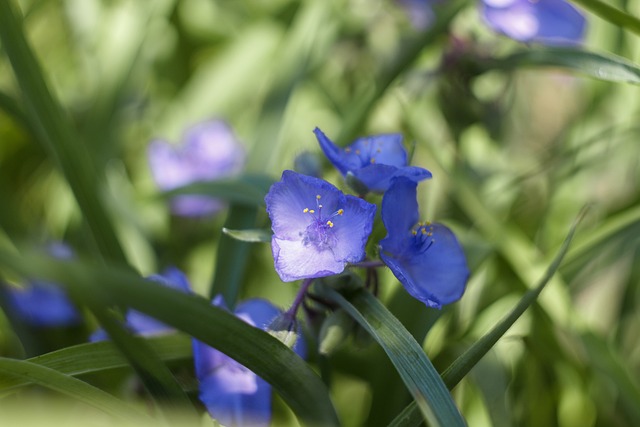 Tradescantia sillamontana