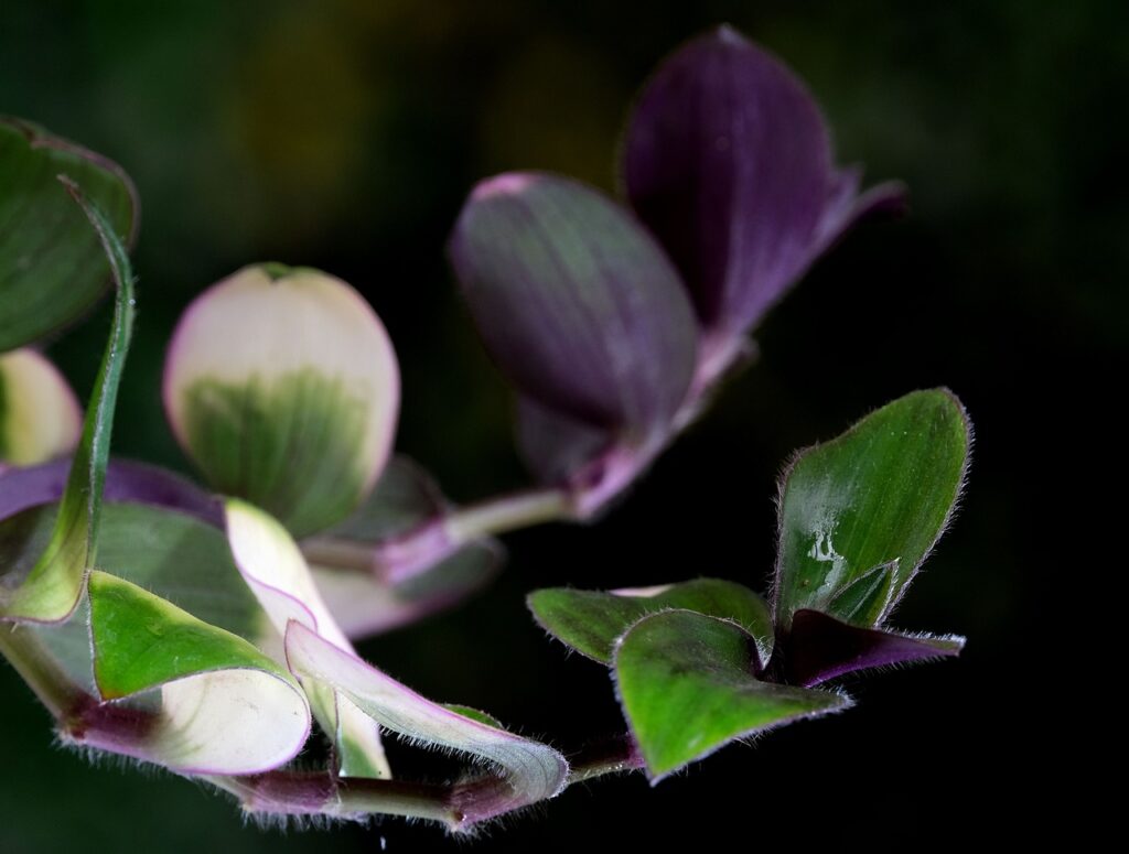 Tradescantia tricolor