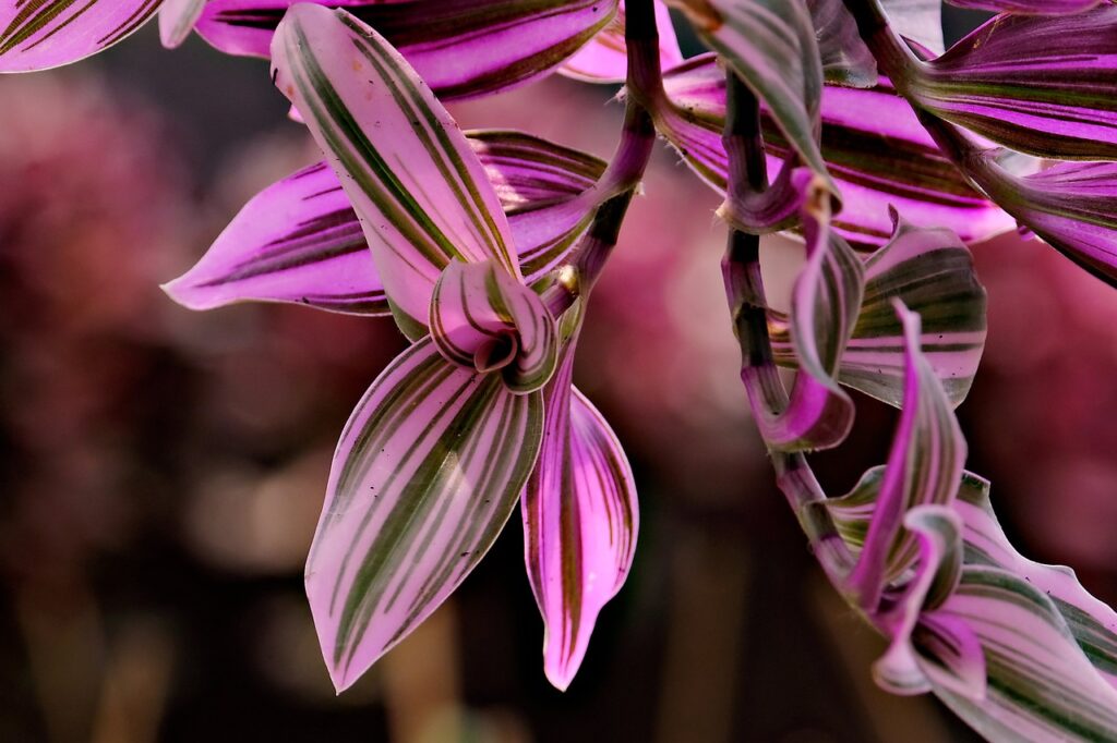 Tradescantia zebrina