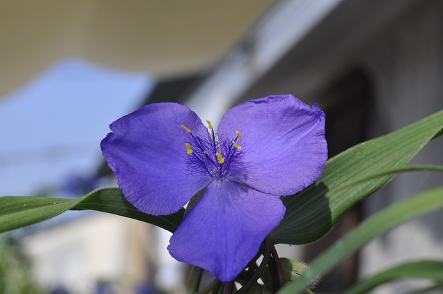 Tradescantia