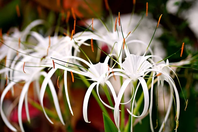 Trumpet Lily