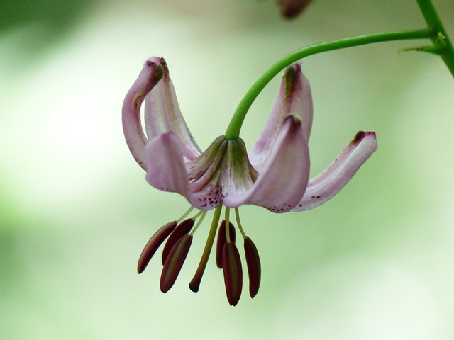 Turk’s Cap Lily