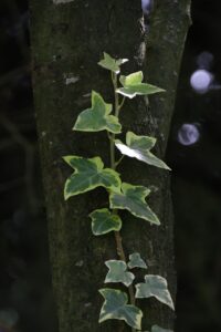 Variegated English Ivy