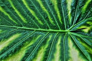 Variegated Snake Plant