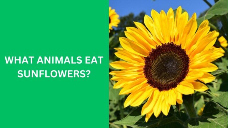 What Animals Eat Sunflowers