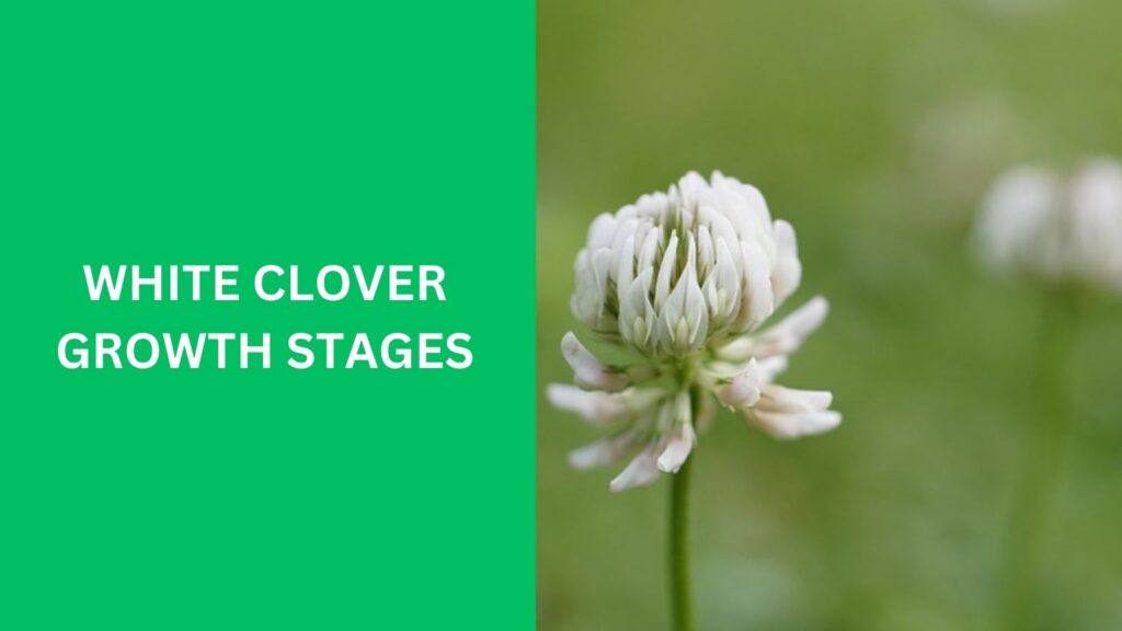 White Clover Growth Stages